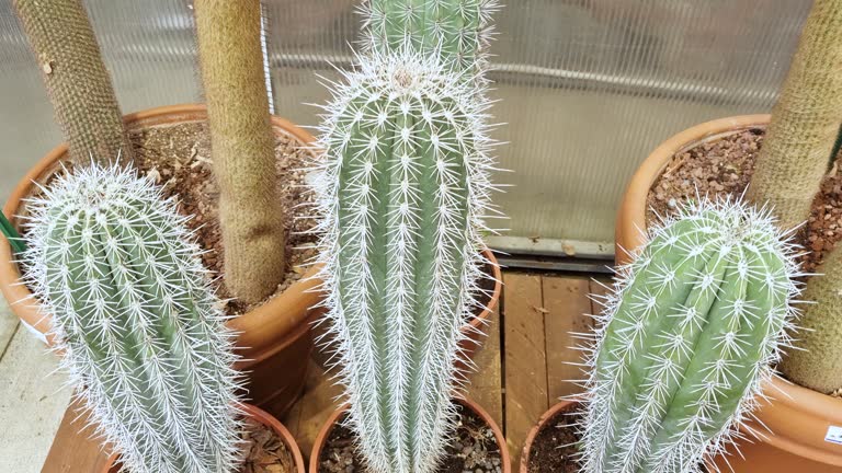 Cactus varieties growing in greenhouse