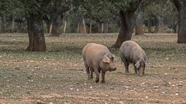 istock Pig cattle, Iberian pig in the pasture 2149955281