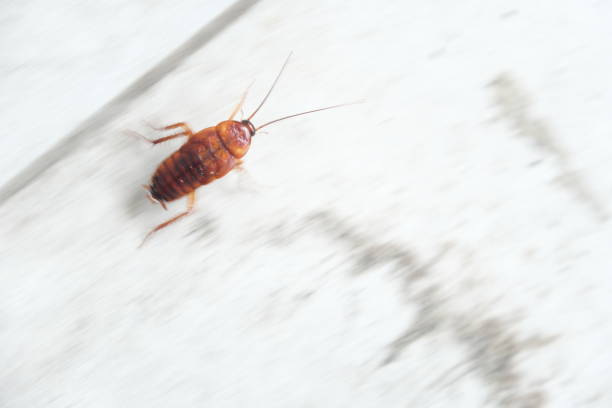 istock moving cockroach on the floor after being sprayed with pesticide 2149955633