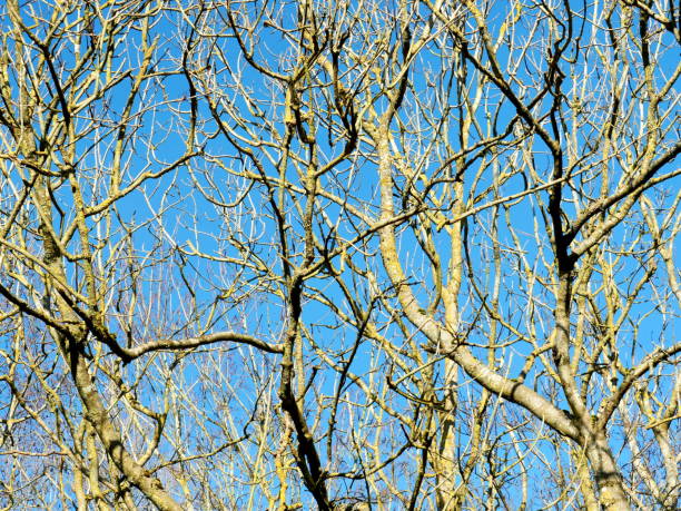 istock Tree canopies with a view of the sky 2149956844