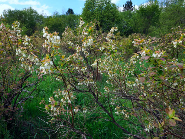 The American blueberry, also known as the highbush blueberry, is an increasingly popular shrub that produces very tasty and nutritious fruit. arándano en flor en cultivo ecológico. la presencia de líquenes en las ramas de los arándanos indica un suelo no contaminado y aire limpio. los líquenes no toleran los productos fitosanitarios, su presencia es la principal evidencia de su ausencia en
