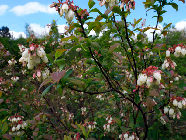 The American blueberry, also known as the highbush blueberry, is an increasingly popular shrub that produces very tasty and nutritious fruit. arándano en flor en cultivo ecológico. la presencia de líquenes en las ramas de los arándanos indica un suelo no contaminado y aire limpio. los líquenes no toleran los productos fitosanitarios, su presencia es la principal evidencia de su ausencia en