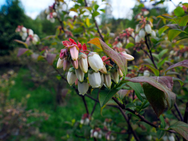 The American blueberry, also known as the highbush blueberry, is an increasingly popular shrub that produces very tasty and nutritious fruit. arándano en flor en cultivo ecológico. la presencia de líquenes en las ramas de los arándanos indica un suelo no contaminado y aire limpio. los líquenes no toleran los productos fitosanitarios, su presencia es la principal evidencia de su ausencia en
