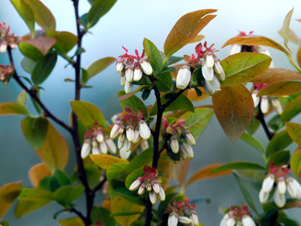 The American blueberry, also known as the highbush blueberry, is an increasingly popular shrub that produces very tasty and nutritious fruit. arándano en flor en cultivo ecológico. la presencia de líquenes en las ramas de los arándanos indica un suelo no contaminado y aire limpio. los líquenes no toleran los productos fitosanitarios, su presencia es la principal evidencia de su ausencia en