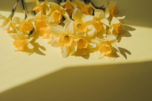 Yellow daffodils on a yellow background in bright daylight with shadows. Front view