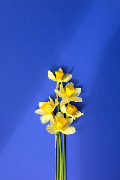 istock Yellow daffodils on a blue background in bright daylight with shadows 2149957140