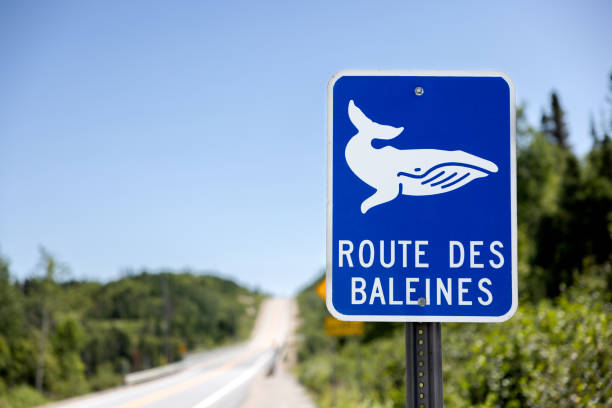 Sign Florida panther crossing, Florida, USA, North America