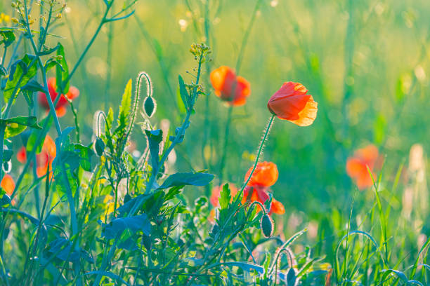 Poppy field and - wheat during springtime in SpainBarcelona province