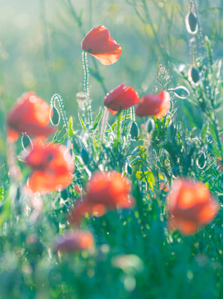 istock Poppy field details 2149960867