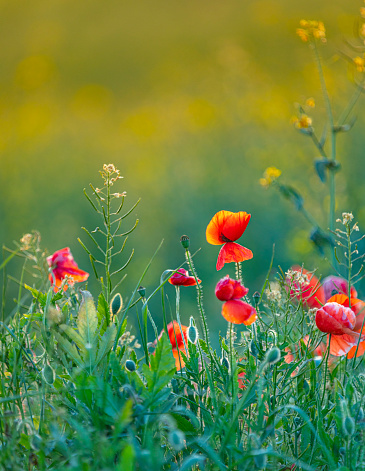Poppy field and - wheat during springtime in Spain
Barcelona province