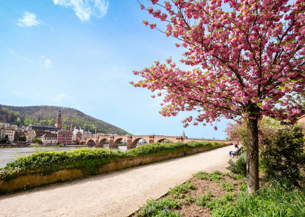 The Karl-Theodor Bridge or Old Bridge on Neckar River in Heidelberg at the background,  Germany