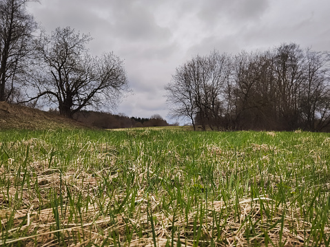 Spring landscape in Estonia, young green grass breaks through dry grass in nature. The sky is clouded over. High quality photo