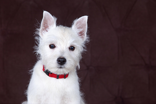 West Highland White Terrier dog on a brown background