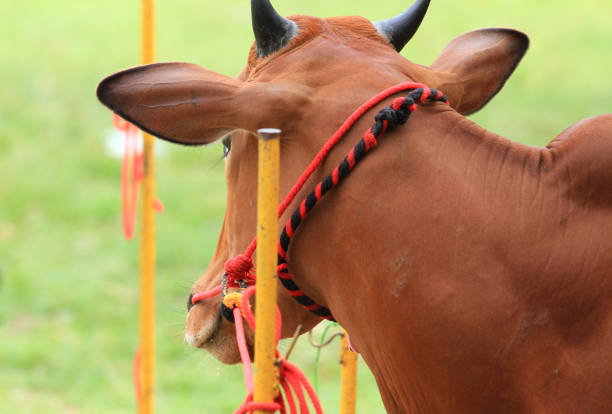 Madura, East Java, Indonesia - 28th February 2011.The Karapan Sapi, the traditional bull race in Madura, East Java, Indonesia.