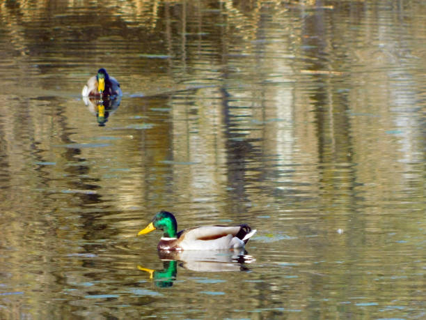 The mallard, mallard or collared duck is a species of anseriform bird in the family Anatidae. It is a very common surface duck and widespread throughout the northern hemisphere. It lives in temperate areas of North America, Europe, Asia and northern Africa.