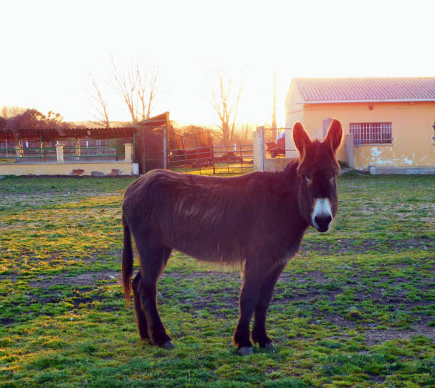 donkey on fenced land, rural landscape