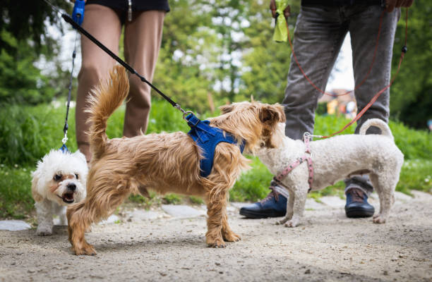istock Walking dogs on a leash with people in the park. 2149963721