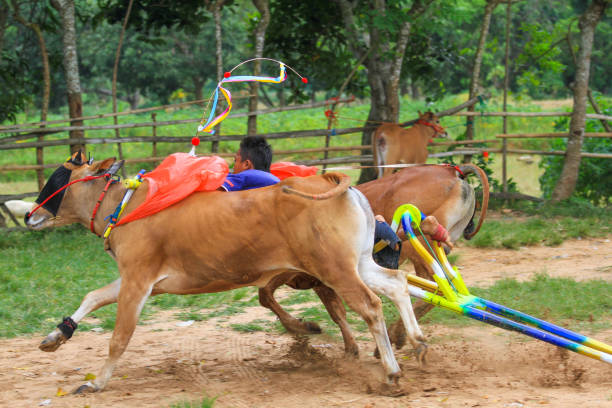 Madura, East Java, Indonesia - 28th February 2011.The Karapan Sapi, the traditional bull race in Madura, East Java, Indonesia.