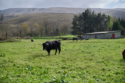 Livestock (cows, oxen, horses, bulls...) grazing in the green fields of Cantabria. Spain