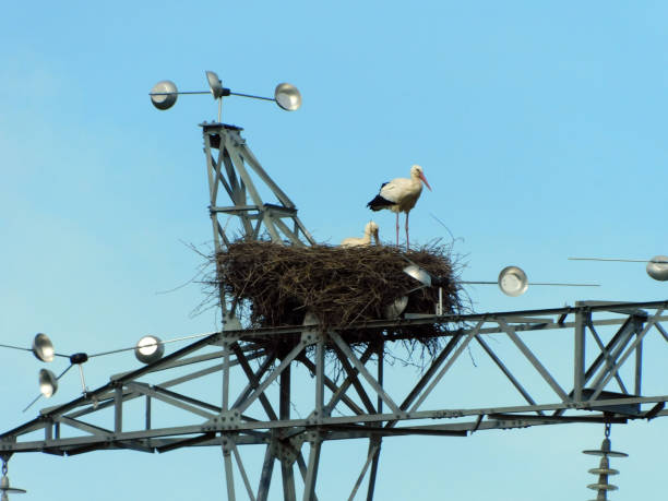 istock white stork perched on the nest on a lamp post 2149965563