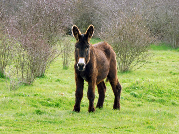 istock zamoran donkey in a rural landscapes 2149965583