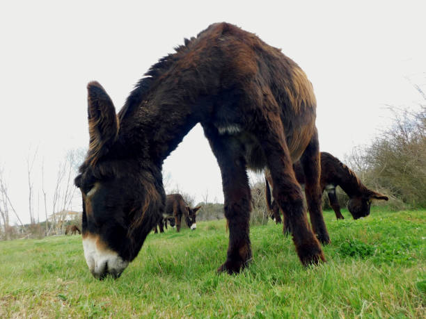 Brown Zamora donkey grazing in a green grassland meadow.