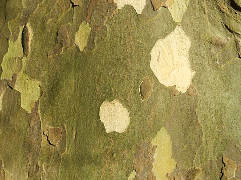 Putbus Park's Platanus with camouflage-like trunk texture; an exceptional image ideal for texture or background use. Natural beauty captured in intricate detail, captivating and inspiring.