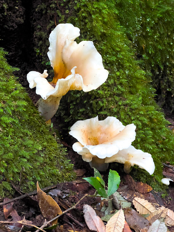 Vertical extreme closeup photo of a group of cream and yellow coloured mushrooms growing on the decaying trunk of a moss-covered tree in the Gibraltar Range National Park, a World Heritage Site Gondwana Rainforest of Australia, near Glen Innes, NSW.