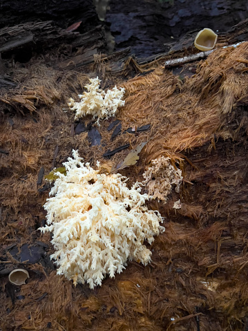 Vertical high angle extreme closeup photo of cream coloured cauliflower like fungus growing on the decaying bark of a tree trunk in the Gibraltar Range National Park, a World Heritage Site Gondwana Rainforest of Australia, near Glen Innes, NSW.