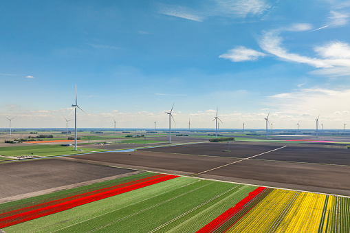 Tulips growing in agricultural fields with rows of wind turbines in the background in Flevoland, The Netherlands, during springtime seen from above. The Flevopolder is a polder in the former Zuiderzee designed initially to create more land for farming.