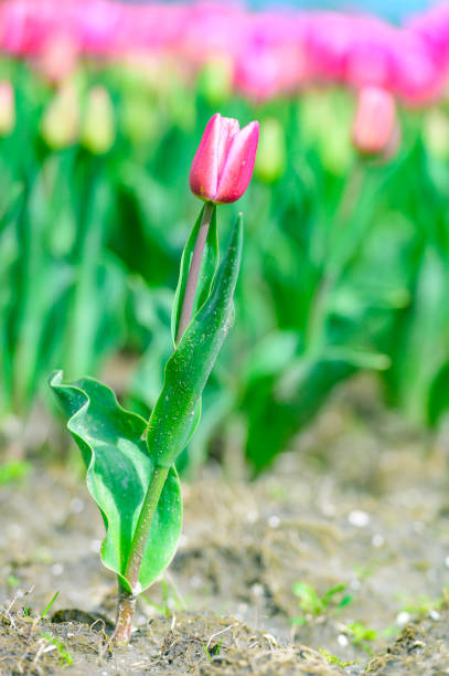 Purple tulips in a field during a springtime day in Flevoland, The Netherlands. Close up photo with limited depth of field.