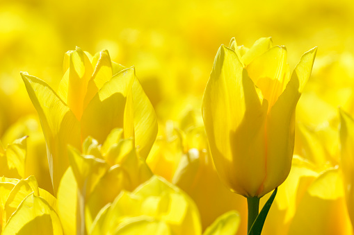 Yellow tulips in a field during a springtime day in Flevoland, The Netherlands. Suitable as background photo.