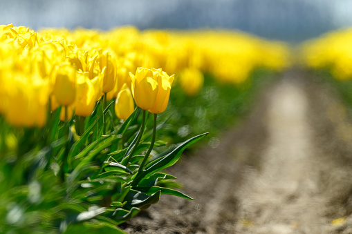 Yellow tulips in a field during a springtime day in Flevoland, The Netherlands. Suitable as background photo.
