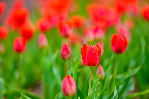 Red tulips in a field during a springtime day in Flevoland, The Netherlands. Close up photo with limited depth of field.