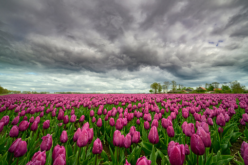 Purple tulips in a field during a stormy springtime day in Flevoland, The Netherlands.