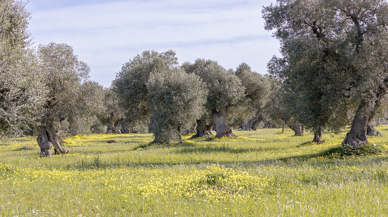 old olive trees