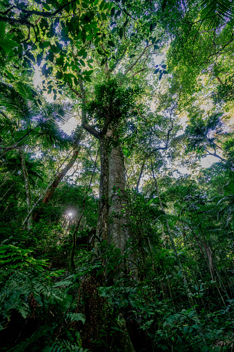 The natural beauty of the trails in the Tijuca National Park impress hikers and tourists alike. The Jequitibá is one of the largest trees in the Atlantic Forest and is uniquely beautiful.