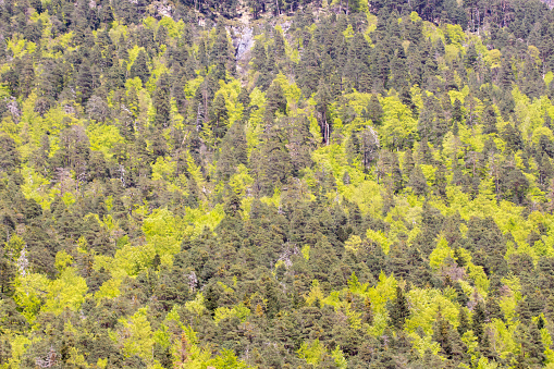 dense forest with varied shades of green, showcasing vegetation diversity and richness