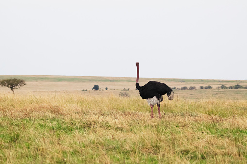 Photo of an ostrich at the Maasai Mara National Reserve in Kenya, Africa.