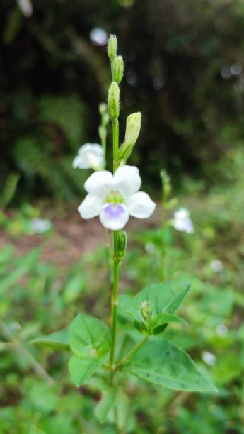 istock native wildflowers found in the wild 2149969821