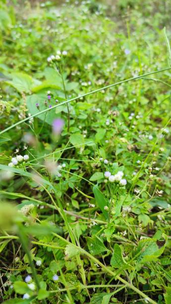 istock native wildflowers found in the wild 2149969862