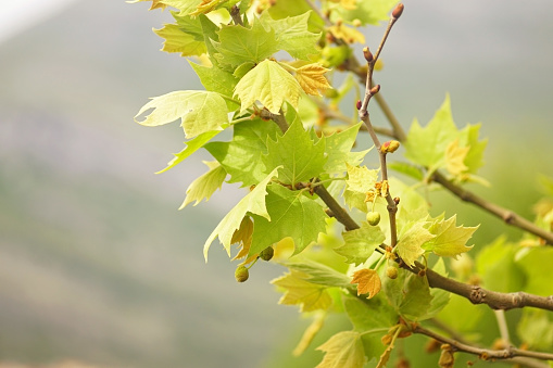 Spring sycamore: photograph of a branch with young light green leaves and small round fruits