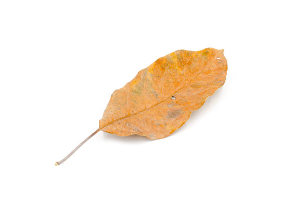 Autumn Leaves