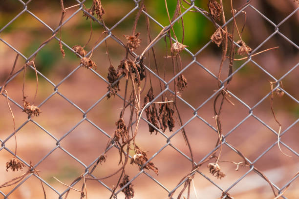 istock A metal mesh on a fence overgrown with dry grass as an abstract background. Texture 2149970536