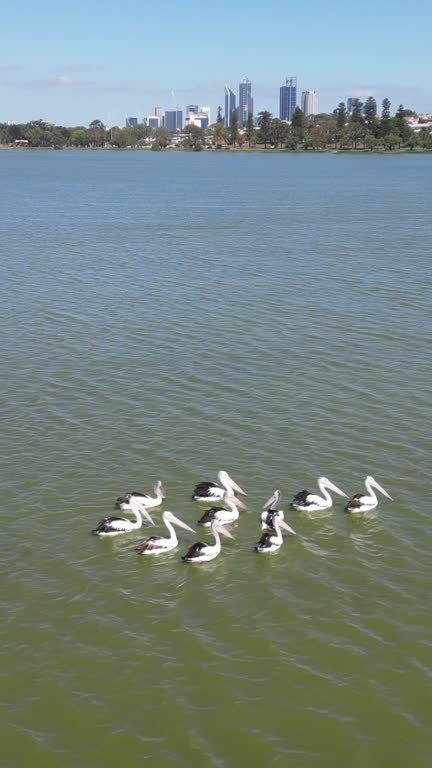 See pelicans at Lake Monger, near Perth. So picturesque.