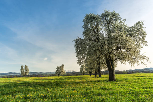 Blossoming fruit trees during springtime in South Limburg, Netherlands. Southern Limburg has long been one of The Netherland's main fruit-growing areas.
