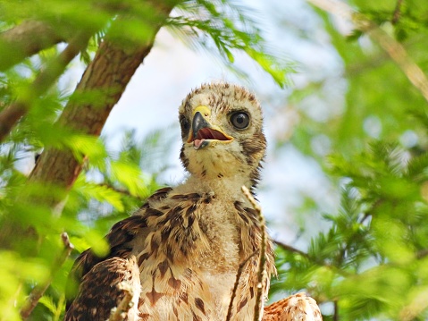 Red-shouldered Hawk - profile, portrait