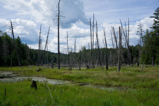 istock Dead trees in a wetland 2149972034