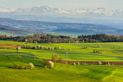 Hegau landscape in spring, fields and meadows with blooming fruit trees, the Swiss Alps on the horizon, Watterdingen, Baden-Wuerttemberg, Germany