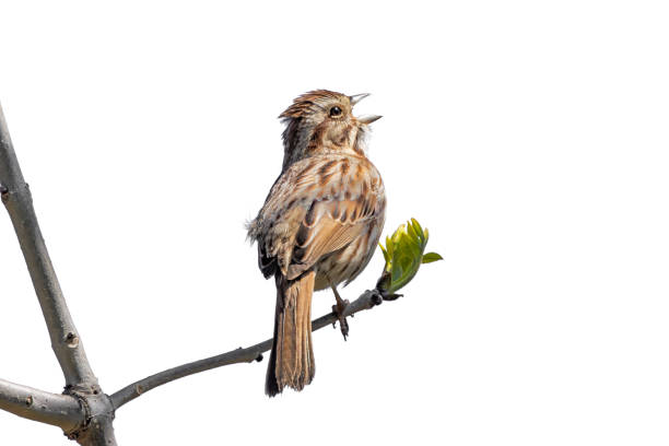 A song sparrow joyfully sings a song. The bird's back is facing toward the camera, head sideways with its beak wide open. Isolated on a white background.